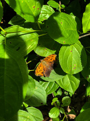 butterfly on a leaf