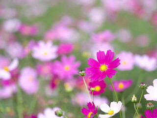 コスモス畑