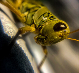 grasshopper close-up