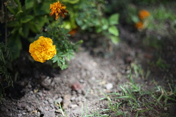 cempasúchil en jardinera, dia de muertos mexico