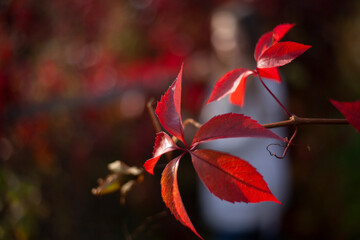 Red plant. Garden flowers.