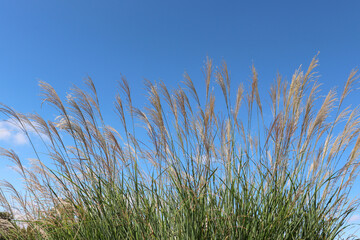 ススキのイメージ