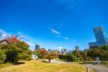 青い空と木