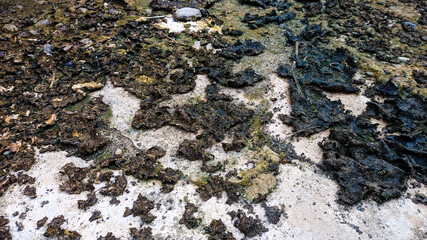 Lichen or dry moss on stone. These mosses look awesome as surface and texture pictures.