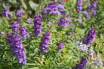 Obraz premium 紫色の草花