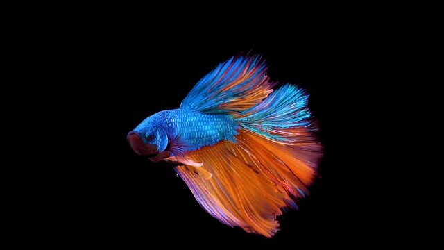 The colorful Siamese Elephant Ear Fighting Fish Betta Splendens, also known as Thai Fighting Fish or betta, a popular aquarium fish in super slow motion on isolated black background