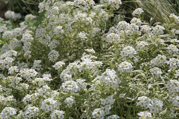 スーパーアリッサム