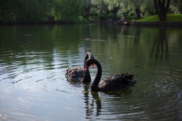 Two black swans on the water. Swans in the pond