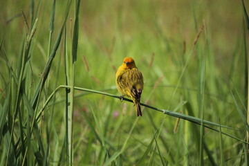 beautiful bird in southern Brazil