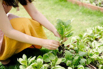 Fototapeta premium Farmer woman pick up vegetable from in greenhouse.