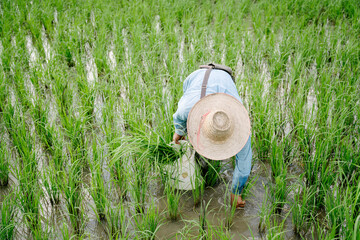 Farmer planting rice in mud in spring season.