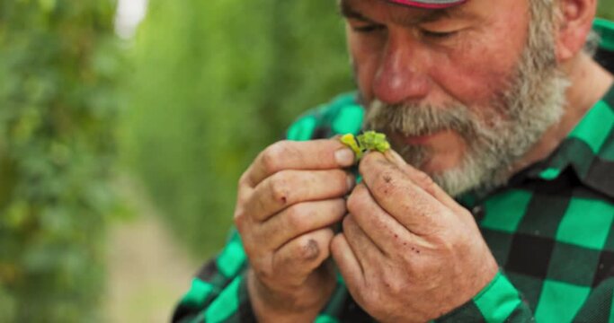 Close-up of male hands inspecting a hop cone used in making beer. An elderly farmer smells flowers of hop plants used in making craft rganic beer.