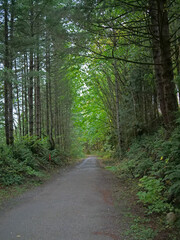 Path in the Woods  Northern Washington