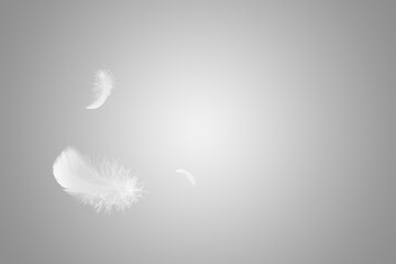 Soft light fluffy a feathers floating in the air. Feather abstract freedom concept background with copy space.