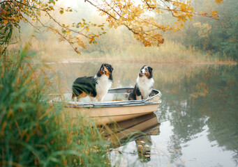two dogs in a boat, autumn mood. Tricolor australian shepherd in nature