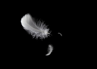 Soft light fluffy a feathers floating in the dark. Feather abstract freedom concept background. isolate on black background.