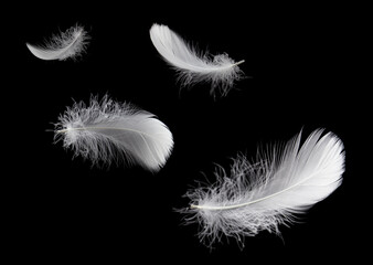 Soft light fluffy a feathers floating in the dark. Feather abstract freedom concept background. Isolate on black background.