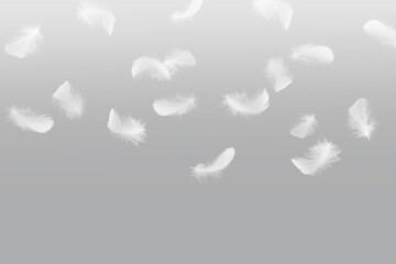 Soft light fluffy a white feathers falling down in the air. Feather abstract freedom on gray background.