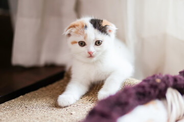 Scottish Fold kittens are sitting on wooden floor. Portrait of the white kittens are sitting for look at camera.