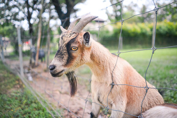 goat on the meadow