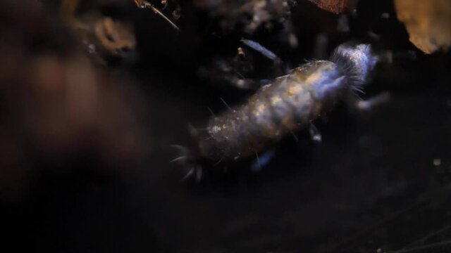 Insect Collembola super macro, family Isotomidae. Sample found in moss on Latvia