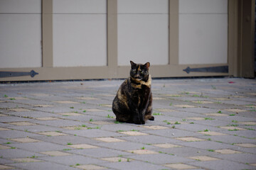 Cat sitting in the driveway © Tim