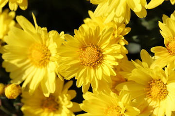 秋の花壇に咲くポットマムの黄色い花