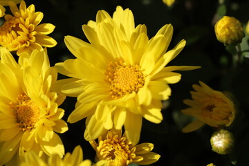 秋の花壇に咲くポットマムの黄色い花