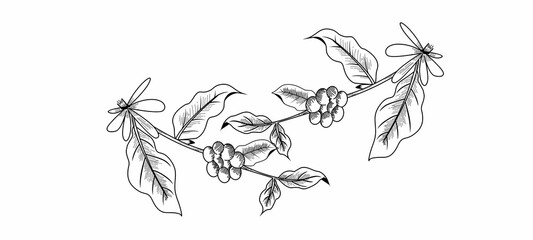 hand drawn sketch of coffee leaf