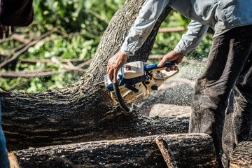 Dramatic style a logger sawing the wood by electric saw.
