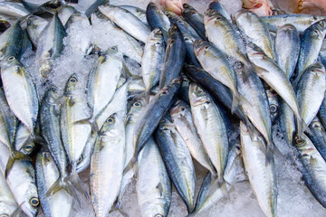 Fototapeta premium fresh fish on ice selling