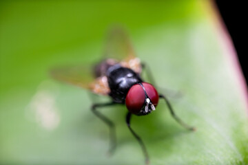 Fototapeta premium Macro Photo of Black Blowfly on Green Leaf