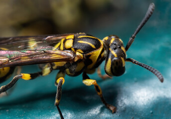 Macro Photography of Wasp on Turquoise Floor