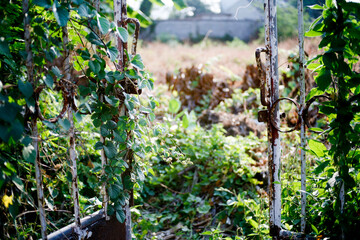 Naklejka na ściany i meble rusty metal fence with vines