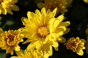 秋の花壇に咲くポットマムの黄色い花