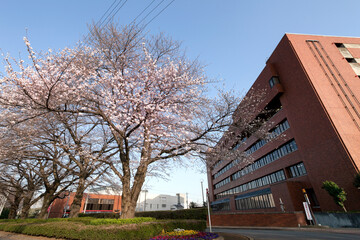 日野市役所庁舎と桜の木（東京都日野市）