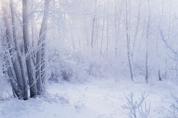 Winter landscape in the forest