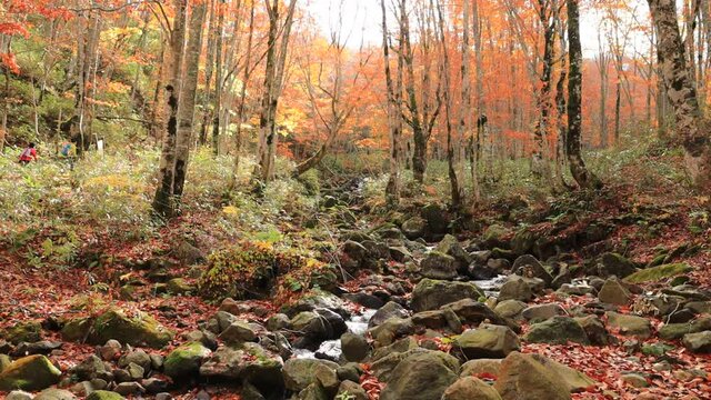 秋の渓流　紅葉　秋田県　田沢湖高原