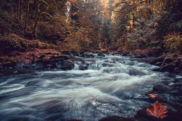 Creek flowing through beautiful autumn woodland forest in the Pacific Northwest
