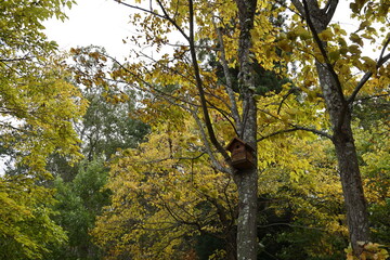 日本の秋の森と巣箱