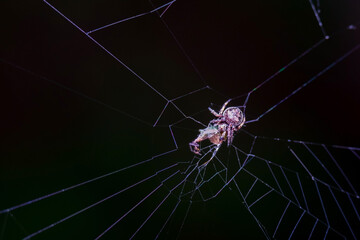 small Brown crab spider eating daed insect prey on web, Animal life and behavior in nature, Predator and prey in ecosystem,