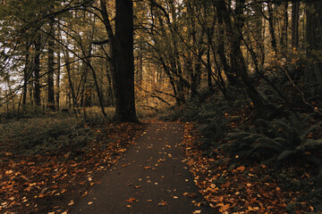 Obraz premium Beautiful dark wooded leafy path through autumn forest in Oregon's Columbia River Gorge