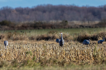 The flock of sandhill cranes on the field