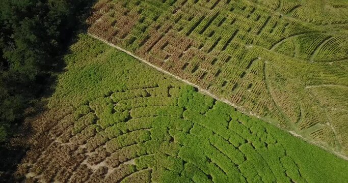 Aerial drone pan up, corn and elephant grass maze in the countryside