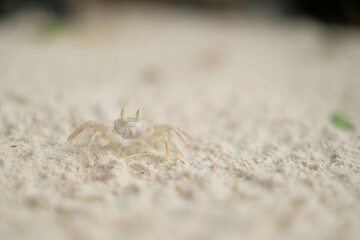 Close-up of the Wind Crab in the sand