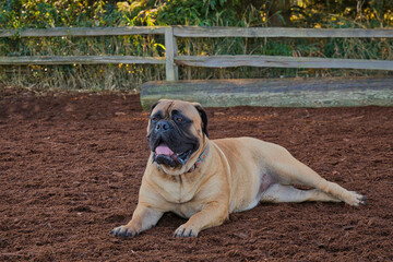2020-11-01 A BULLMASTIFF RESTING IN A CLEARING AT A PARK