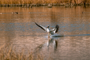wild pelican coming in for a landing in a small pond in autumn