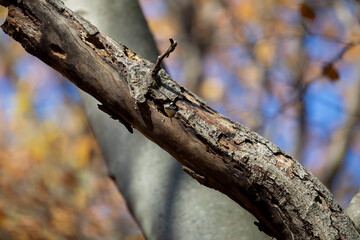 woodpecker that builds a nesting cavity