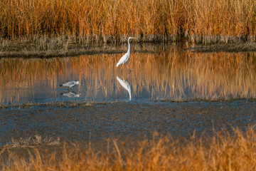 great egret (white) in a small pond in autumn