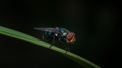 beautiful little insects living in the bushes around the house         